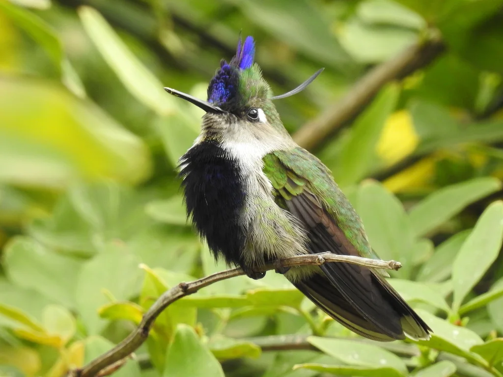 紫凤冠蜂鸟(Stephanoxis loddigesii)