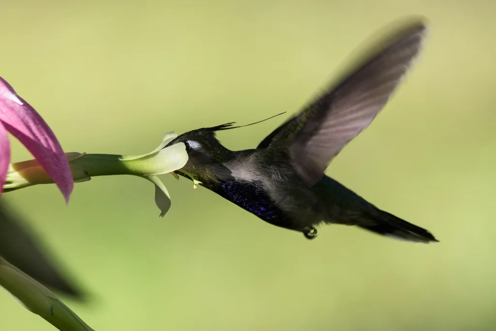 紫凤冠蜂鸟(Stephanoxis loddigesii)