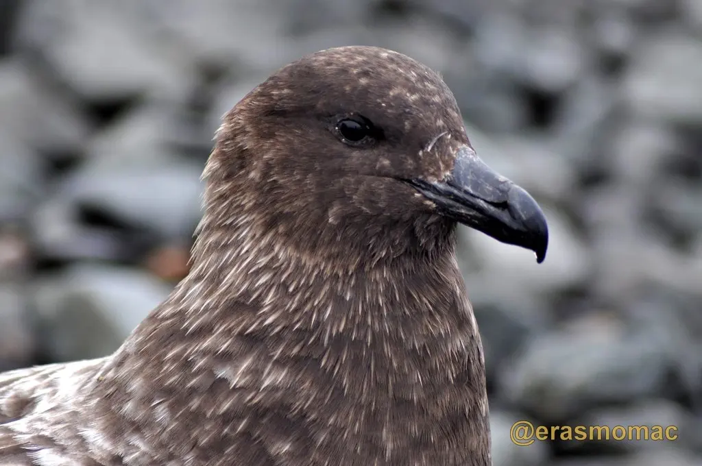 棕贼鸥(Stercorarius antarcticus)