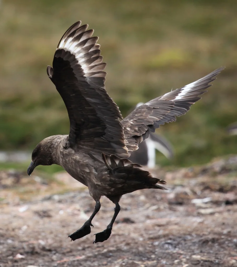 棕贼鸥(Stercorarius antarcticus)