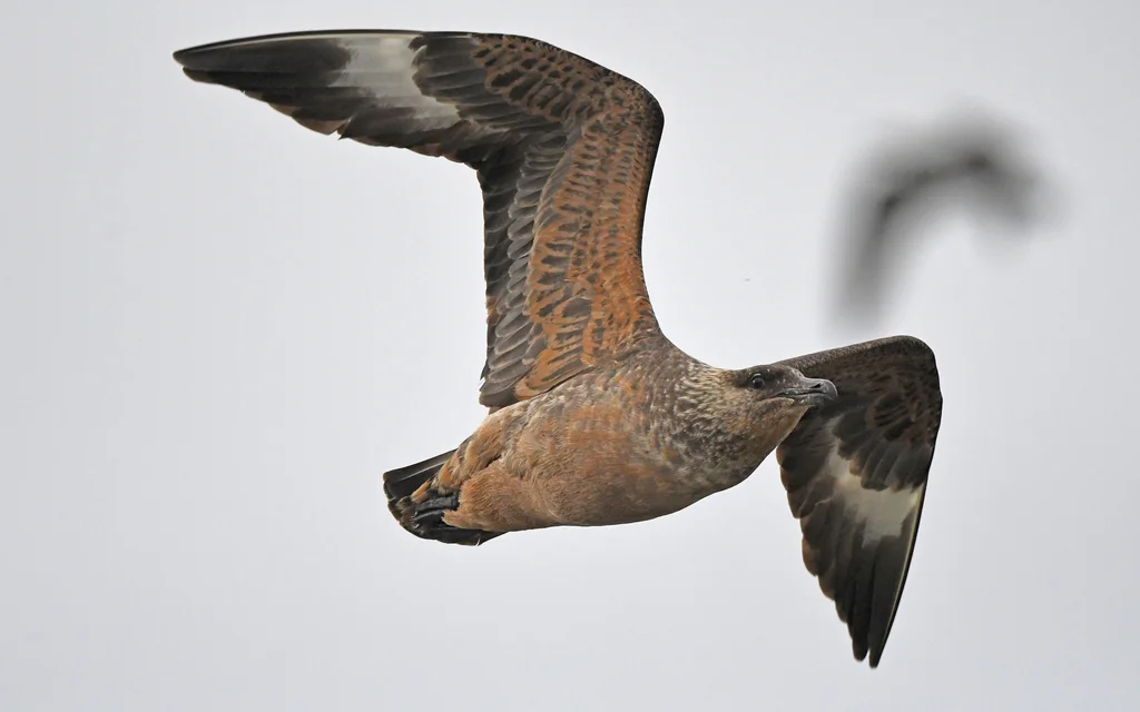 智利贼鸥(Stercorarius chilensis)