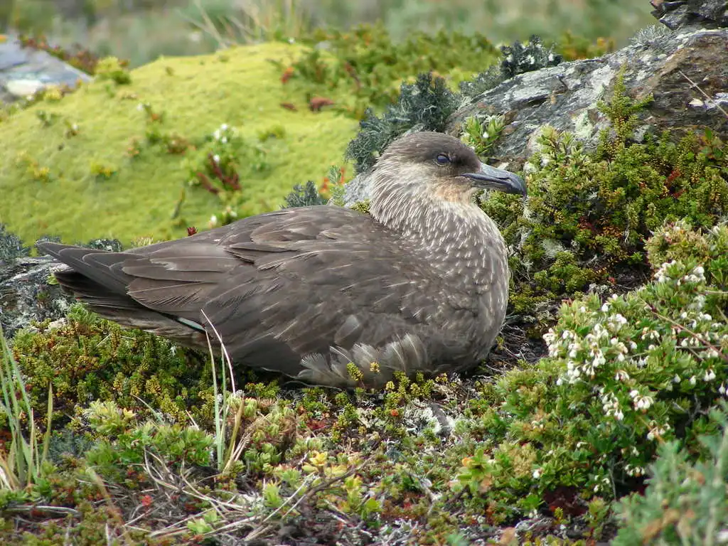 智利贼鸥(Stercorarius chilensis)