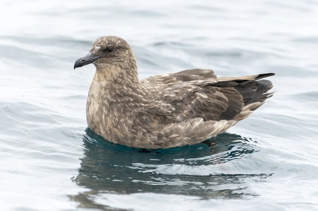 智利贼鸥(Stercorarius chilensis)