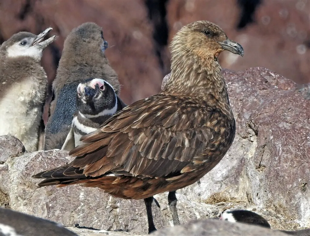 智利贼鸥(Stercorarius chilensis)