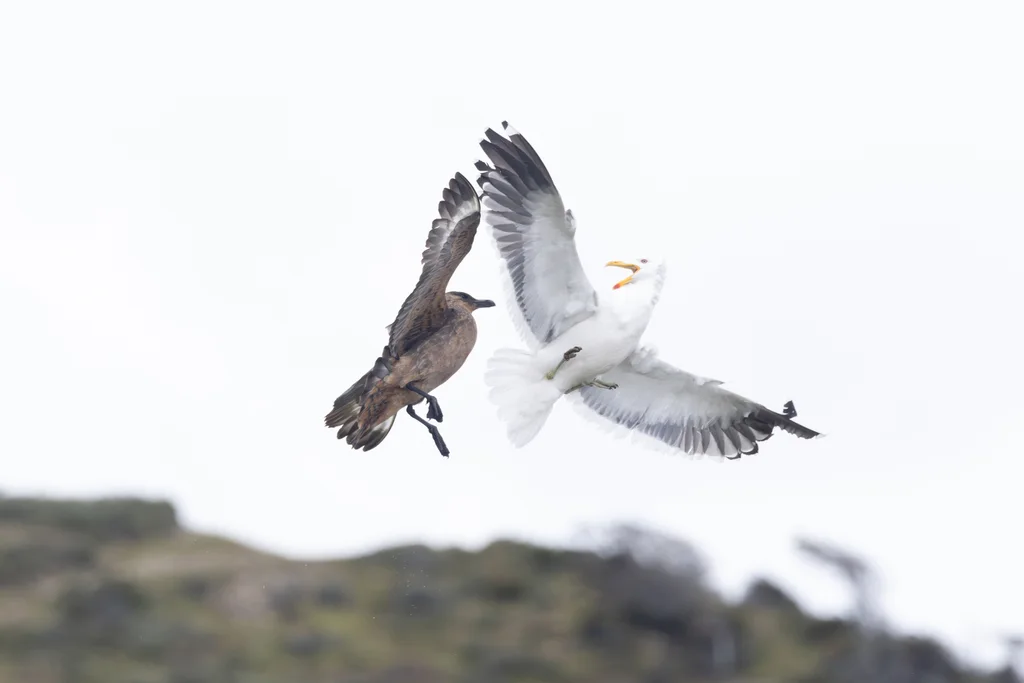 智利贼鸥(Stercorarius chilensis)