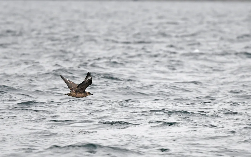 智利贼鸥(Stercorarius chilensis)