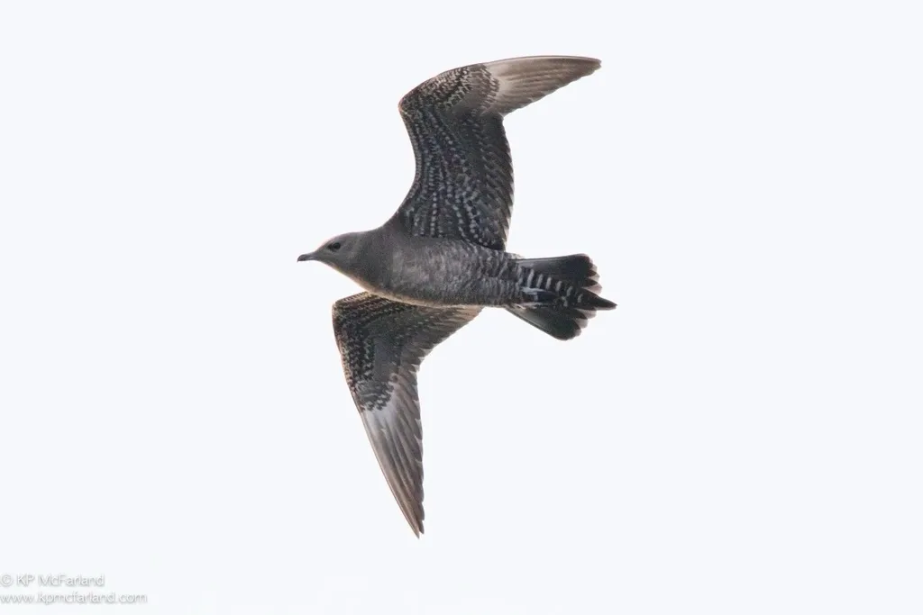 长尾贼鸥(Stercorarius longicaudus)