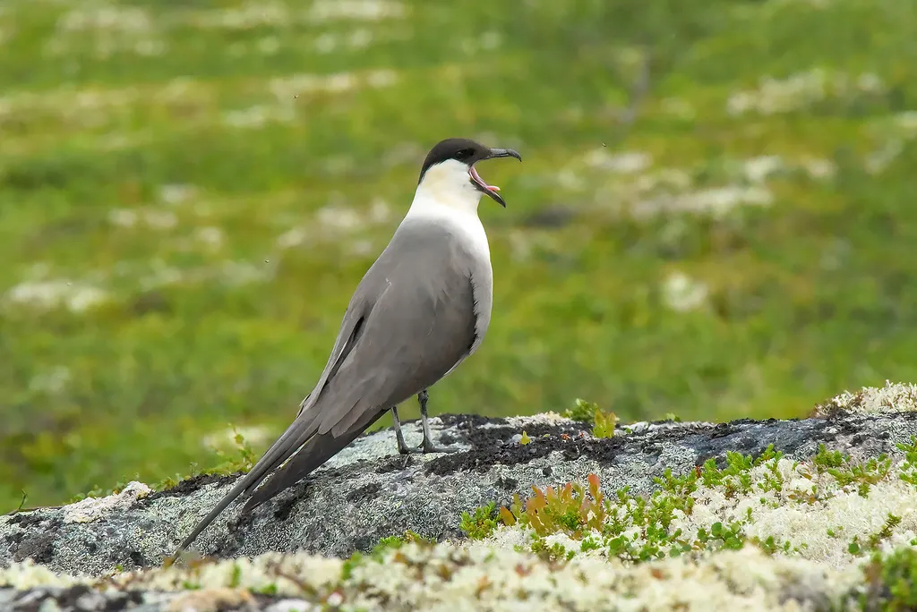 长尾贼鸥(Stercorarius longicaudus)
