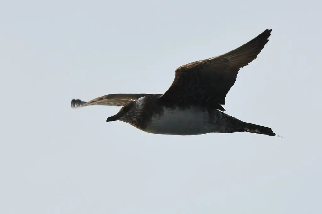 长尾贼鸥(Stercorarius longicaudus)