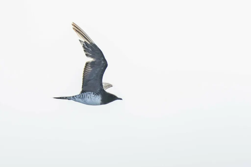 长尾贼鸥(Stercorarius longicaudus)