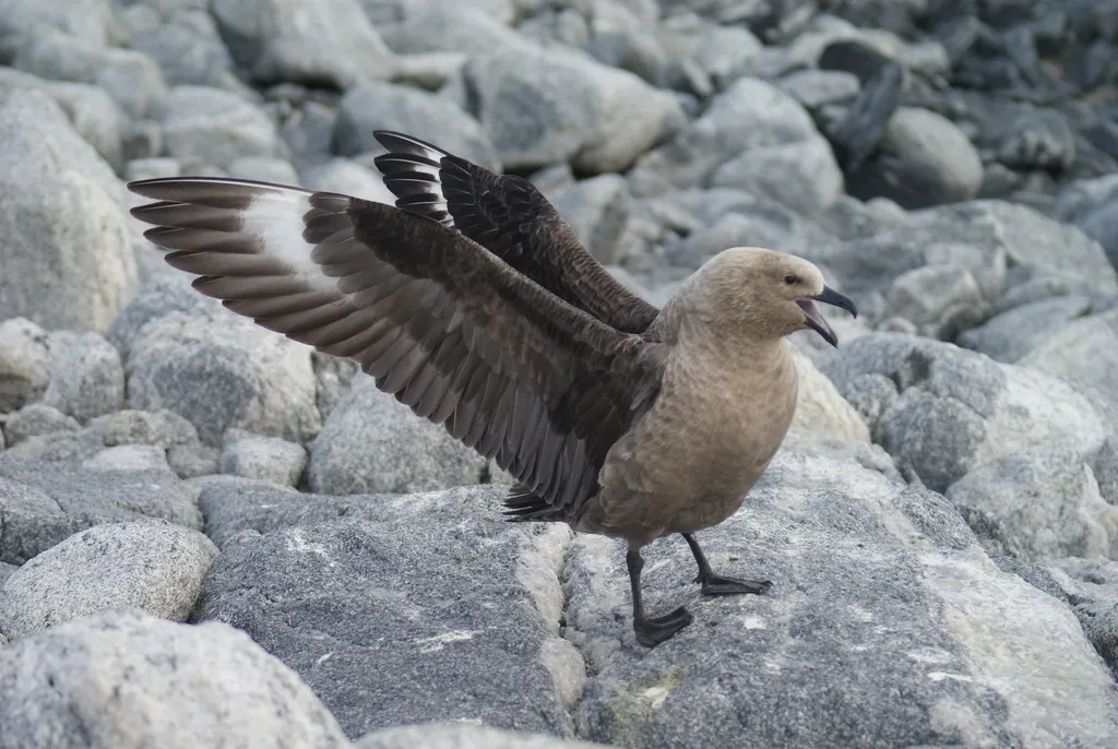 南极贼鸥(Stercorarius maccormicki)