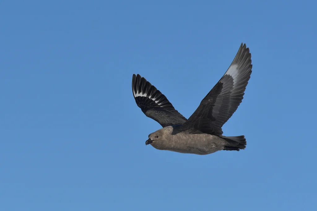 南极贼鸥(Stercorarius maccormicki)
