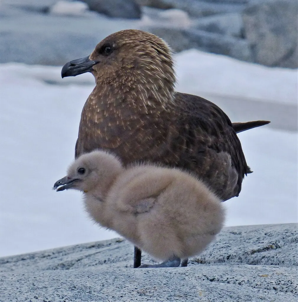 南极贼鸥(Stercorarius maccormicki)