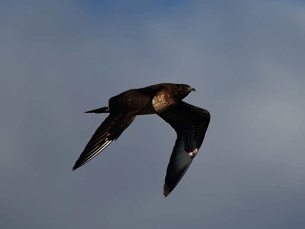 短尾贼鸥(Stercorarius parasiticus)