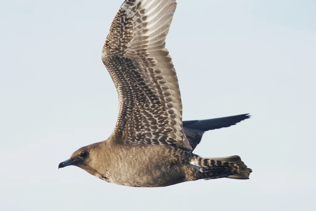 中贼鸥（Stercorarius pomarinus）