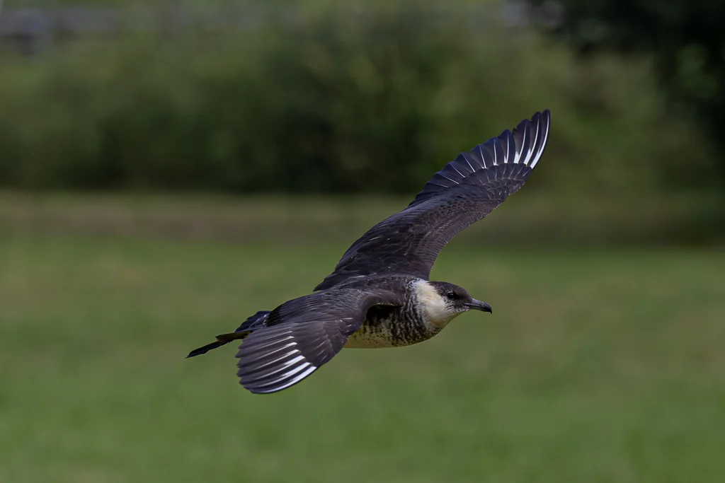 中贼鸥（Stercorarius pomarinus）