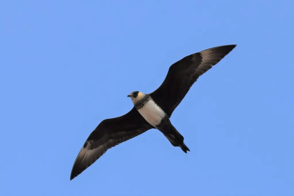 中贼鸥（Stercorarius pomarinus）