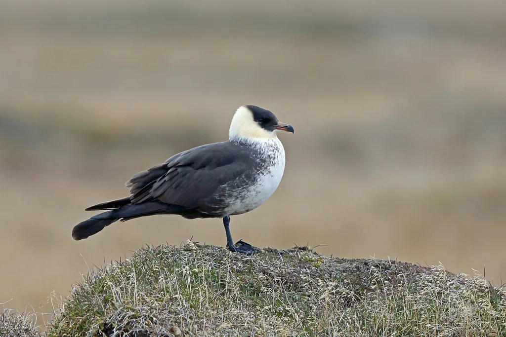 中贼鸥（Stercorarius pomarinus）
