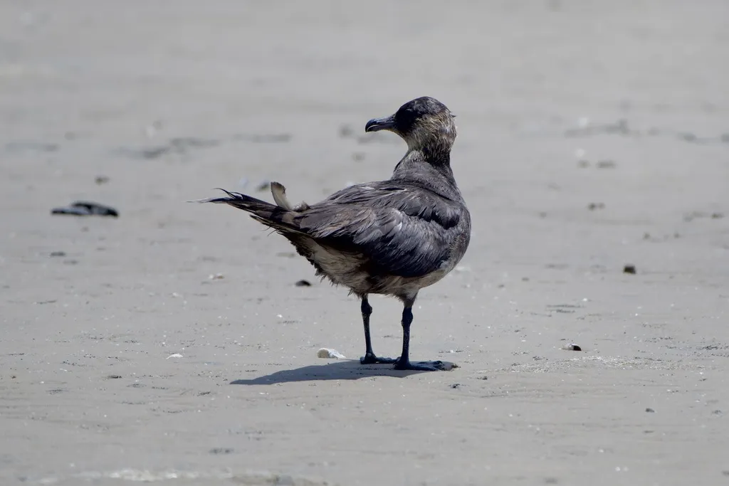 中贼鸥（Stercorarius pomarinus）