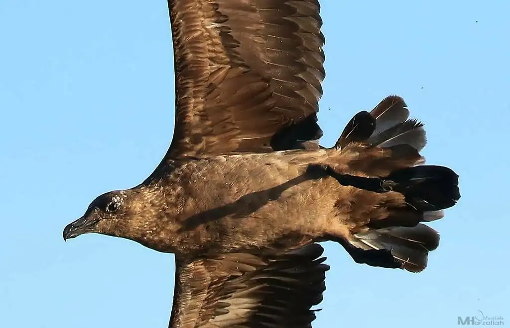 北贼鸥(Stercorarius skua)