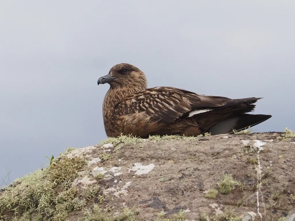 北贼鸥(Stercorarius skua)