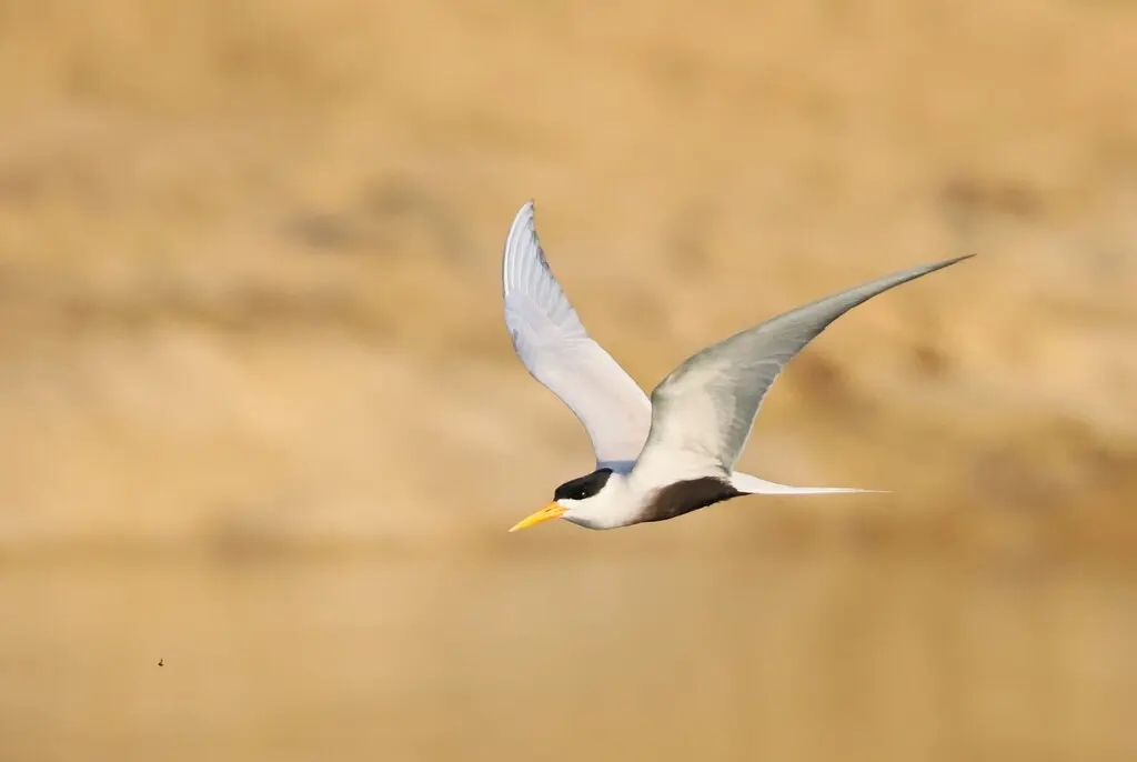 黑腹燕鸥(Sterna acuticauda)