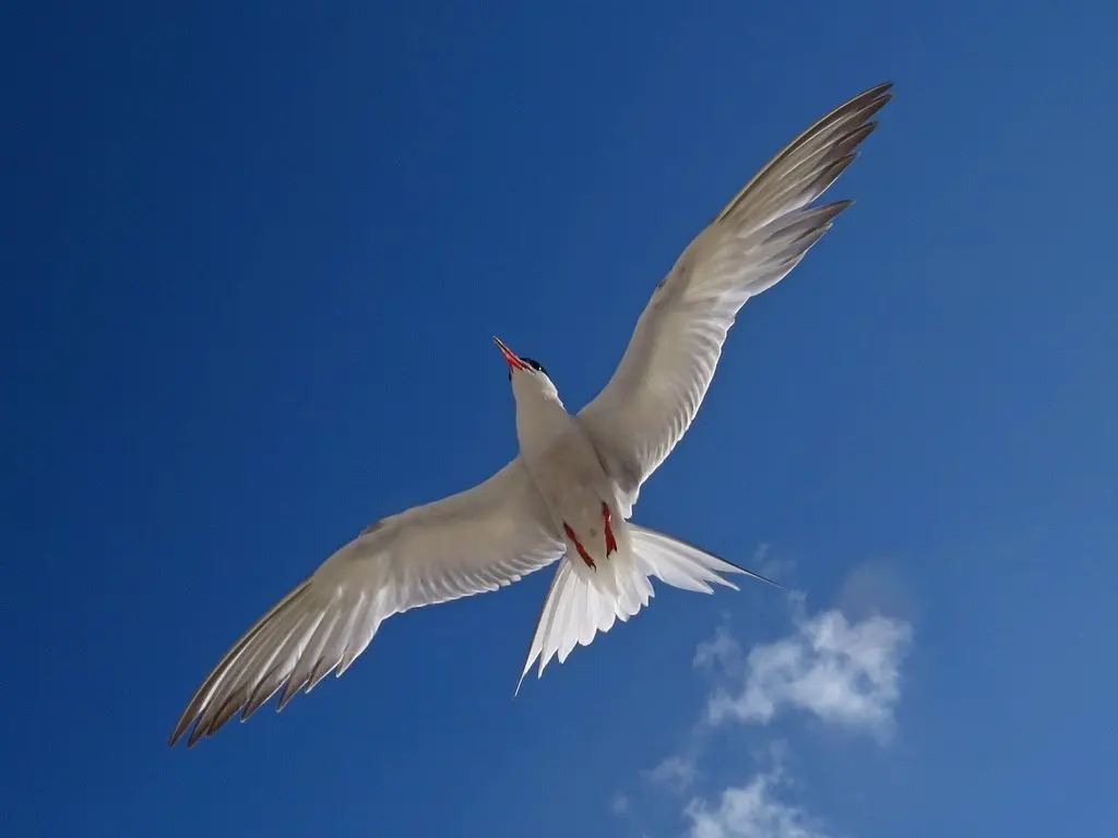 普通燕鸥(Sterna hirundo)