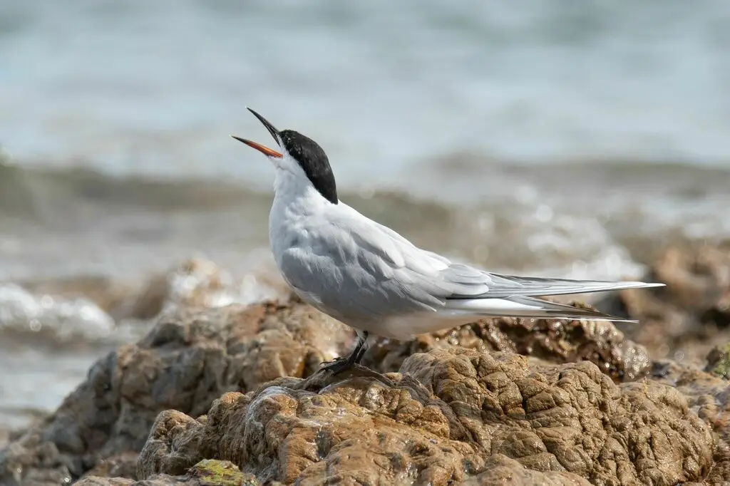 普通燕鸥(Sterna hirundo)