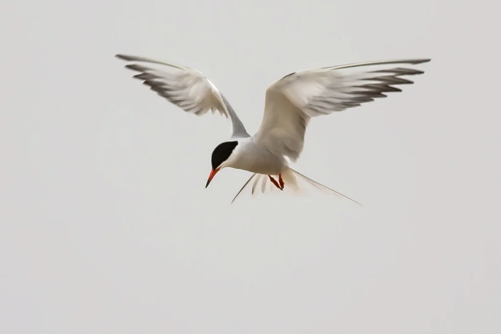 普通燕鸥(Sterna hirundo)