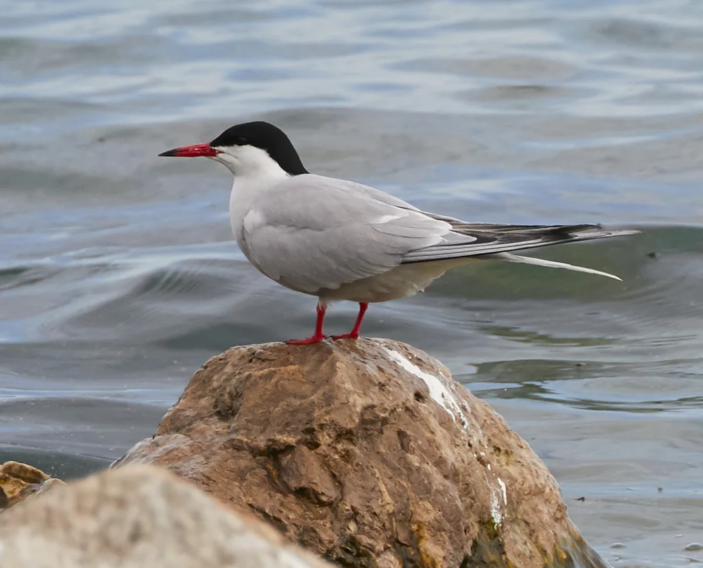 普通燕鸥(Sterna hirundo)