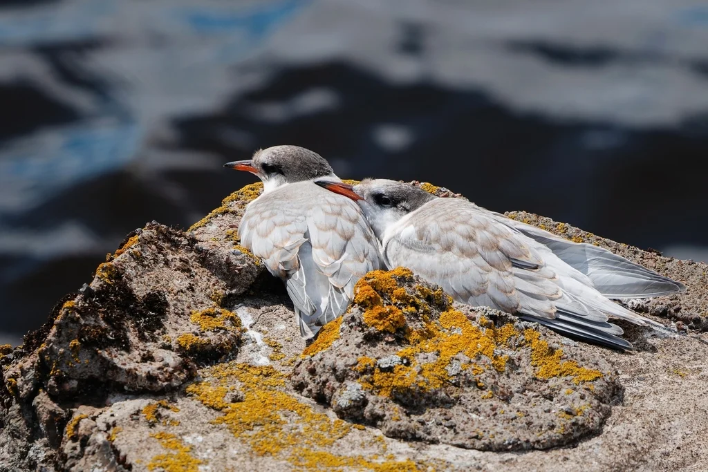 普通燕鸥(Sterna hirundo)