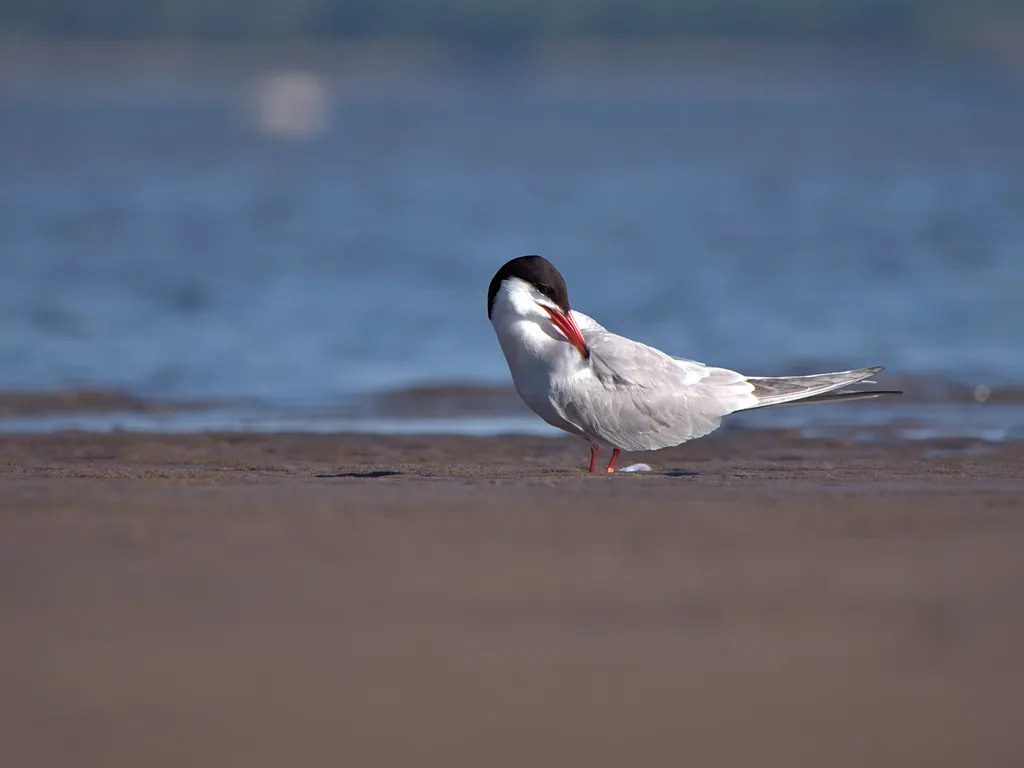 普通燕鸥(Sterna hirundo)