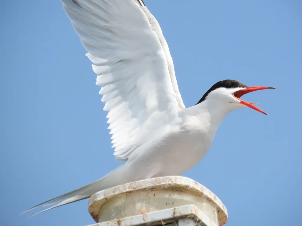 普通燕鸥(Sterna hirundo)
