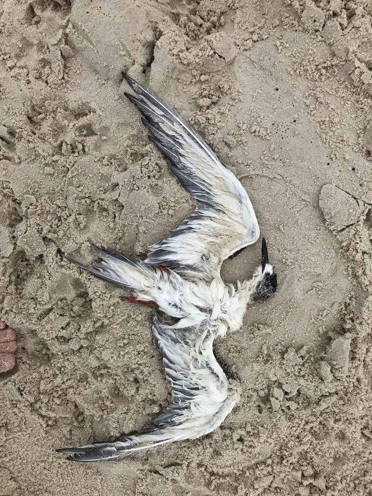 普通燕鸥(Sterna hirundo)