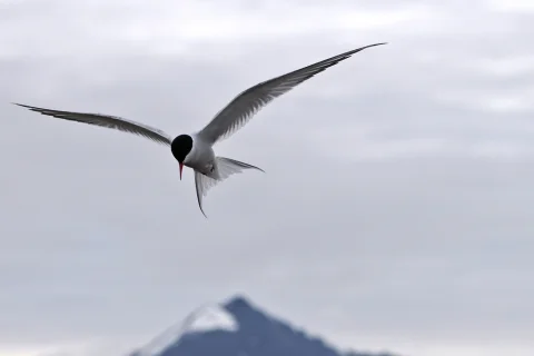 北极燕鸥