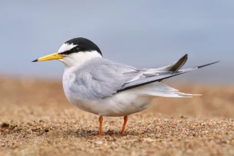 白额燕鸥