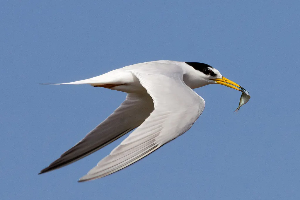 白额燕鸥(Sternula albifrons)