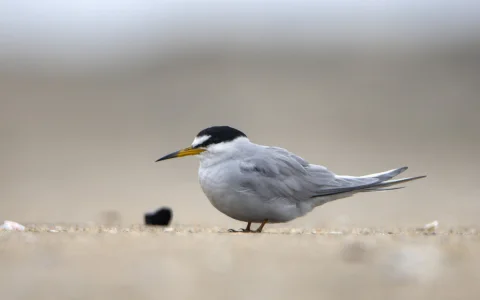 秘鲁燕鸥