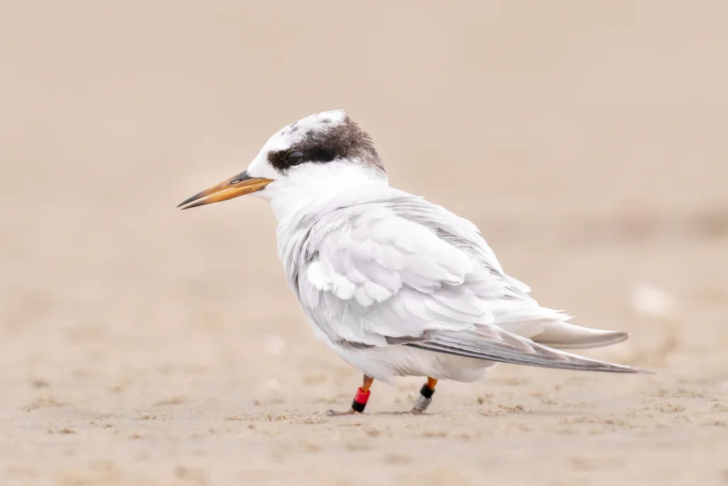 眼斑燕鸥（Sternula nereis）