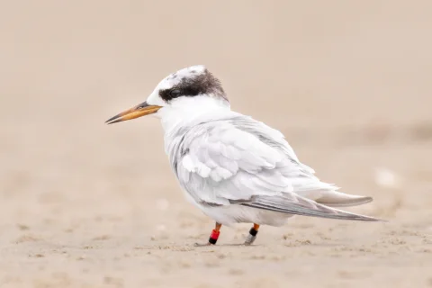 眼斑燕鸥