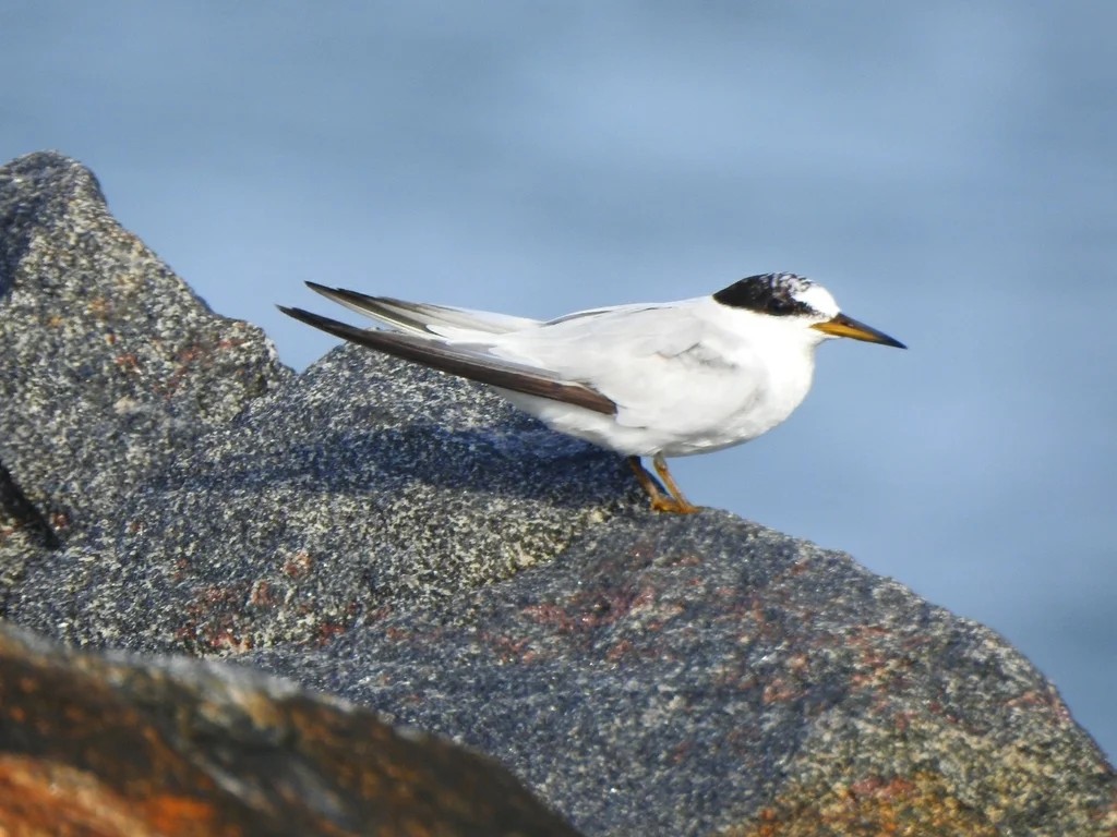 桑氏白额燕鸥(Sternula saundersi)