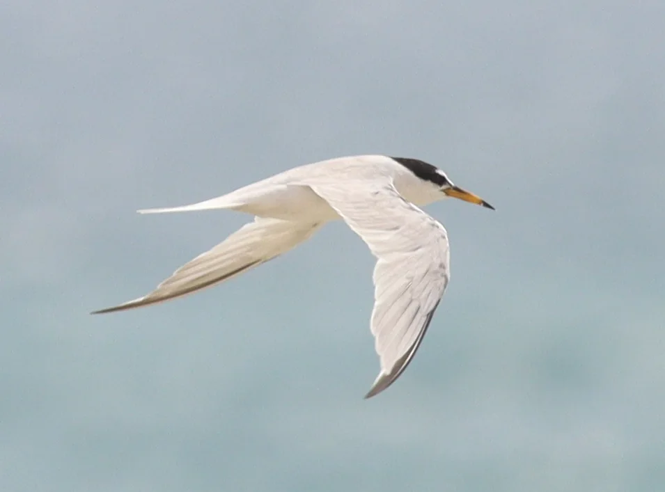 桑氏白额燕鸥(Sternula saundersi)