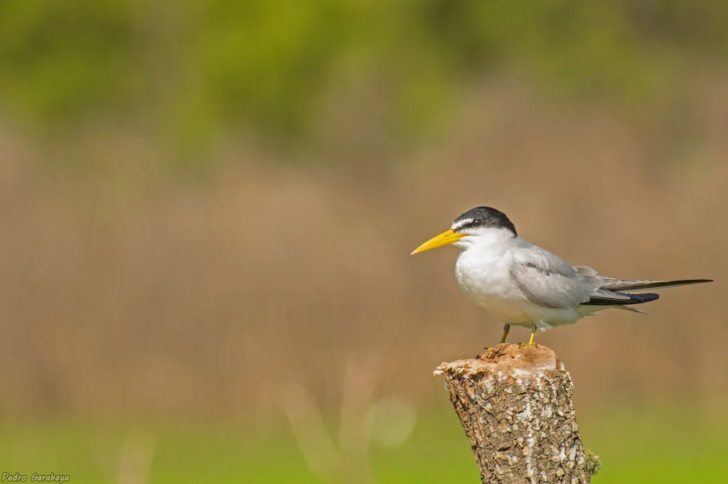 南美白额燕鸥(Sternula superciliaris)