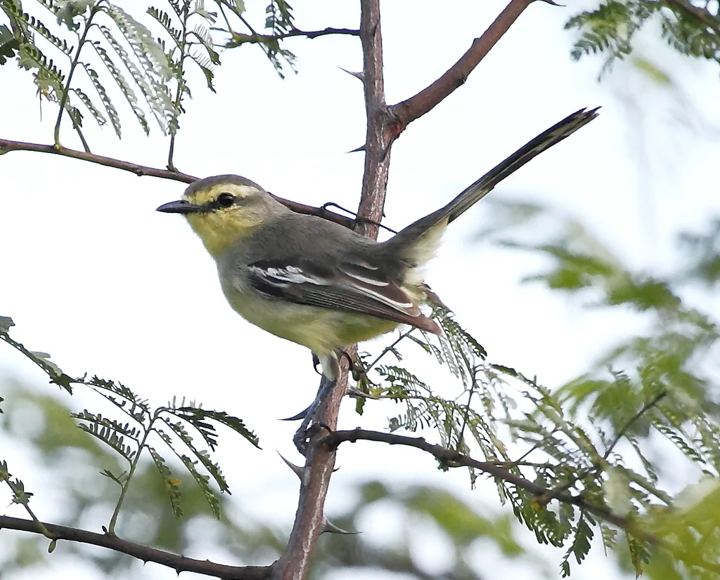 小霸鹟(Stigmatura napensis)