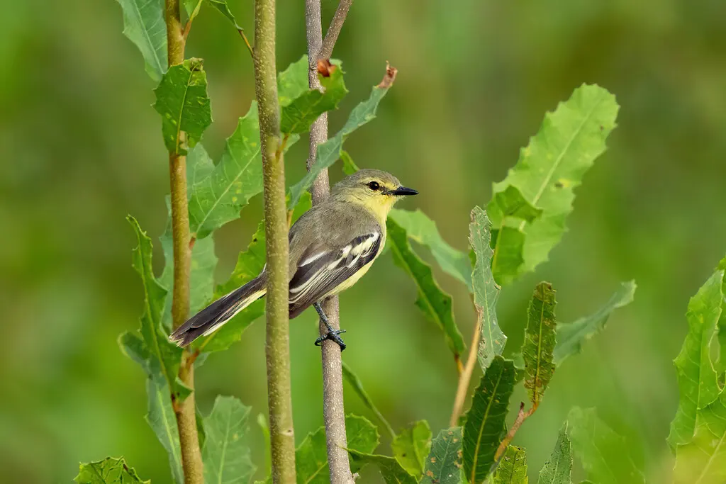小霸鹟(Stigmatura napensis)