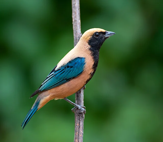 亮黄靓唐纳雀(Stilpnia cayana)