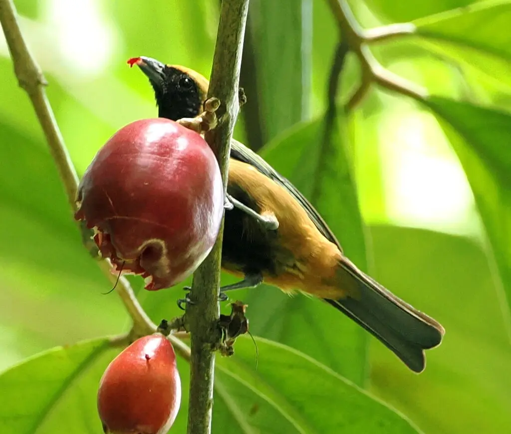 亮黄靓唐纳雀(Stilpnia cayana)