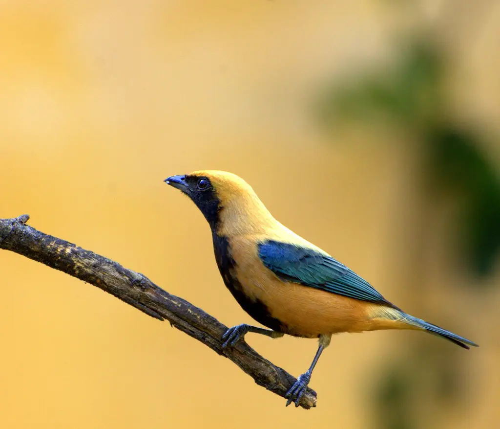亮黄靓唐纳雀(Stilpnia cayana)