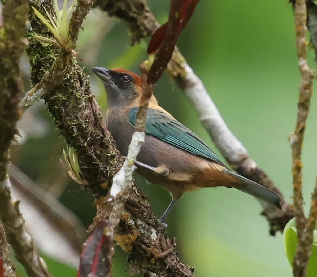 栗顶靓唐纳雀(Stilpnia cucullata)