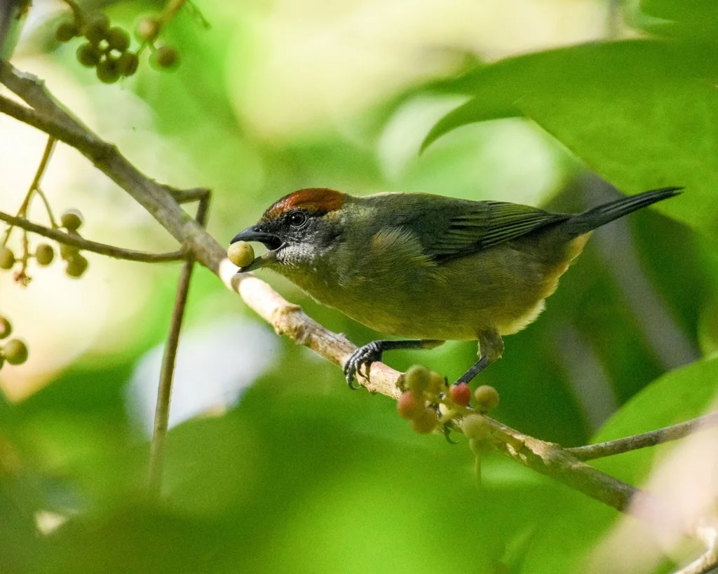 栗顶靓唐纳雀(Stilpnia cucullata)